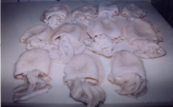 congélation de poissons