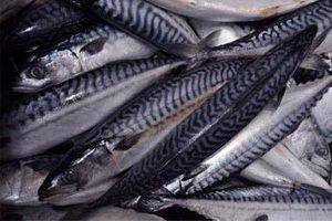 mackerel