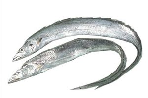 sabre-ribbon-fish