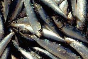 sardine